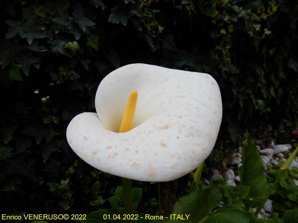 121 - CALLA - Roma